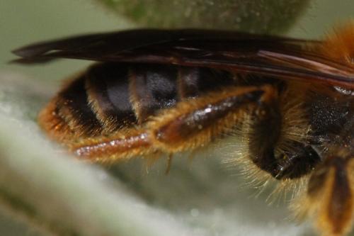 Réf. 341 738 : Andrena limbata